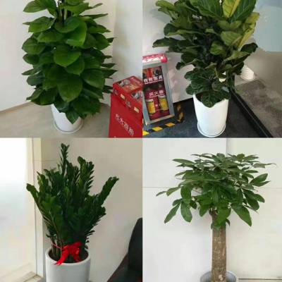 花木租賃|綠植租賃|花木租擺廣東 廣州面議廣州市客家