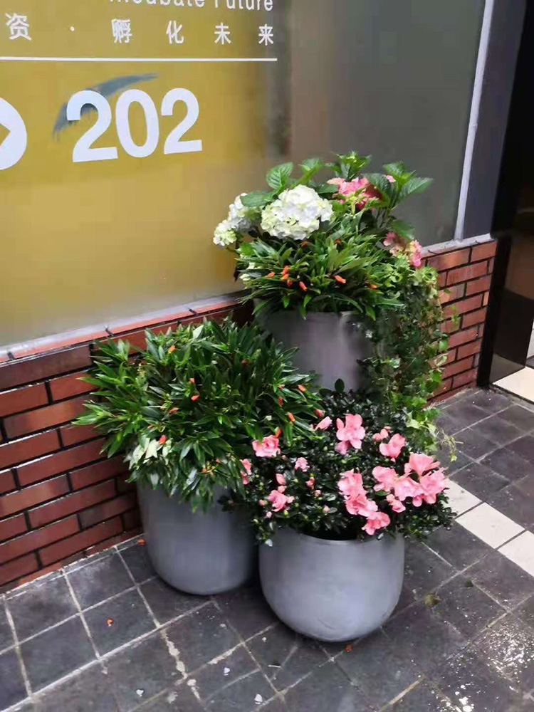 廣州天河區綠植花卉租賃 選擇專業靠譜的景采園林，讓活力綠意常伴