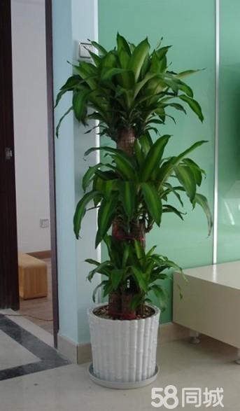 上海辦公室植物租賃、綠植養護、室內花卉租擺、種類全