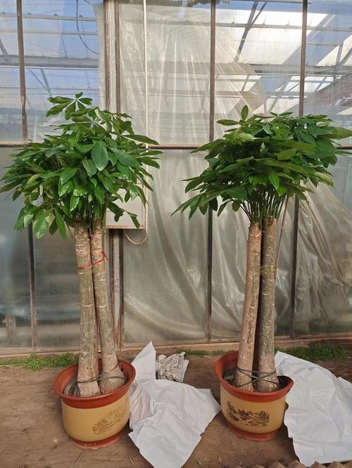 天津綠植租擺公司天津綠植租賃