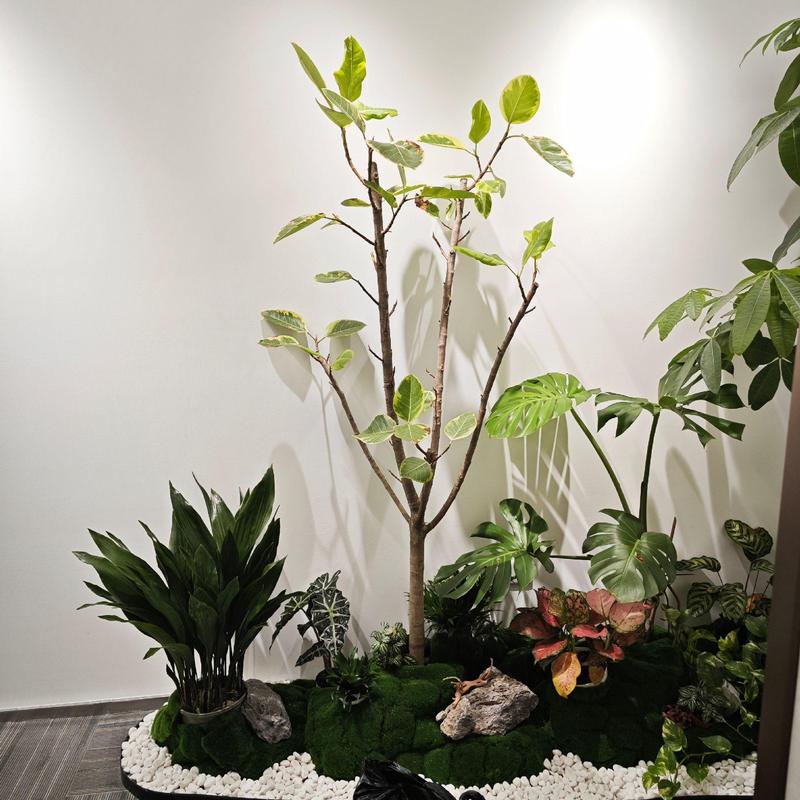 前臺綠植造景植物租擺#花卉租擺 #辦公室綠植推薦 #室內盆栽 #綠植