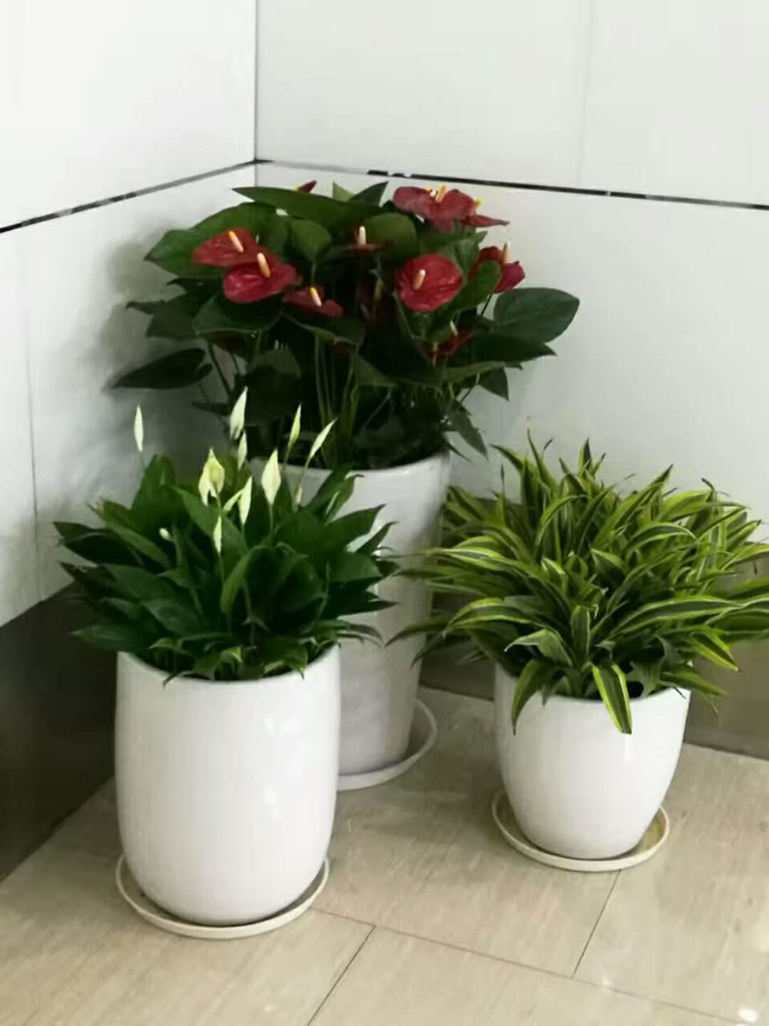 【上海盆栽花卉出租辦公室花卉室內綠化設計養護綠植租擺】價格,廠家,室內觀花植物
